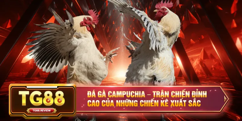 Đá Gà Campuchia – Trận Chiến Đỉnh Cao Của Những Chiến Kê Xuất Sắc